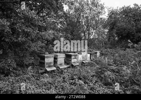 Bee Hives Drym Cornwall Foto Stock