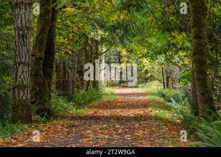 Autunno sul Galloping Goose Regional Trail a Sooke, British Columbia, Canada. Foto Stock