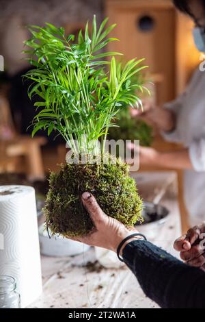 In questa incantevole immagine, le mani di una donna, gentili ma abili, stanno realizzando un Kokedama con una palma Areca. Venti intricati str Foto Stock