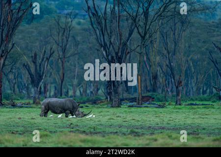 Un rinoceronte bianco del sud da solo pascola in un giorno di pioggia sullo sfondo di una foresta di acacia nel Parco Nazionale del Lago Nakuru, Kenya Foto Stock