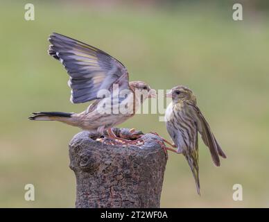 Golfinch europeo [ Carduelis carduelis ] e Siskin [ Spinus spinus ] giovani uccelli che combattono per la posizione di alimentazione su un ceppo esborsato Foto Stock