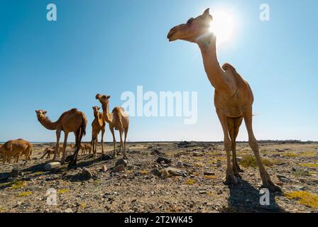 Un piccolo branco di cammelli vagano nel deserto vicino a Mirbat, nel sud dell'Oman Foto Stock