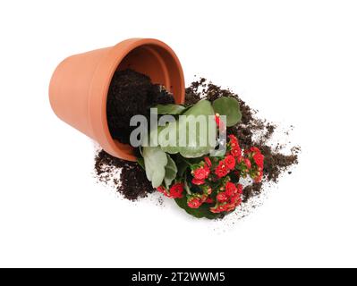 Vaso di fiori di terracotta rovesciato con terreno e pianta di kalanchoe su sfondo bianco Foto Stock