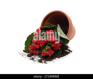 Vaso di fiori di terracotta rovesciato con terreno e pianta di kalanchoe su sfondo bianco Foto Stock