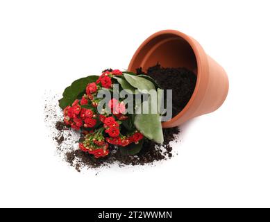 Vaso di fiori di terracotta rovesciato con terreno e pianta di kalanchoe su sfondo bianco Foto Stock
