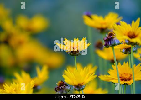 Beautifil giallo Sunray tickseed, coreopsis grandiflora fiori di raggi solari nella zona rurale di Bad Pyrmont, Germania, può essere utilizzato come sfondo naturale. Foto Stock