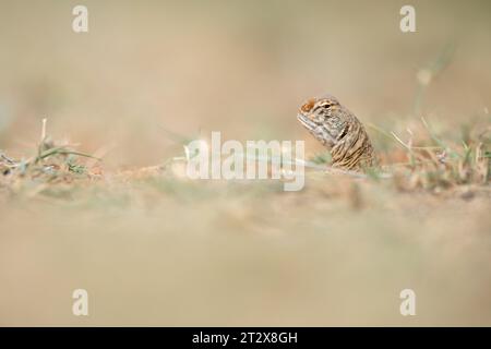 Una lucertola indiana dalla coda spinosa che esce dalla sua tana in un pomeriggio di sole nel deserto di Thar, in India Foto Stock