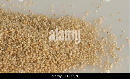 Primo piano del miglio da baniarda, un grano sano, che mostra i piccoli grani pallidi di forma rotonda con una tonalità dorata, che assomiglia a piccole perle. Girato su una schiena bianca Foto Stock