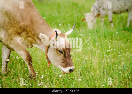 Gli animali da fattoria, comprese le mucche, si nutrono dell'erba fresca dei terreni agricoli Foto Stock