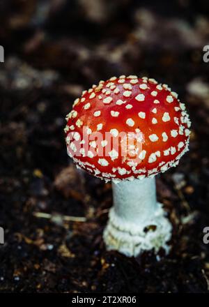 Fai volare funghi agarici nell'antico bosco di Piddington Wood nel Buckinghamshire. Foto Stock