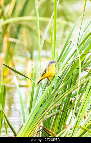 Uccello coda gialla orientale (Motacilla tschutschensis) in natura Foto Stock