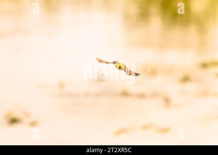 Uccello coda gialla orientale (Motacilla tschutschensis) in natura Foto Stock