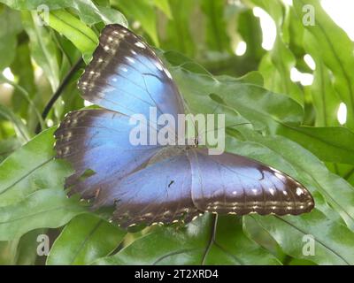 Island Mainau and Butterfly Selection, Bodensee, Germania Foto Stock