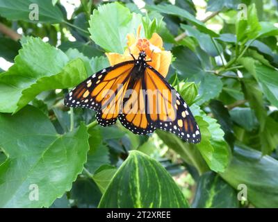Island Mainau and Butterfly Selection, Bodensee, Germania Foto Stock