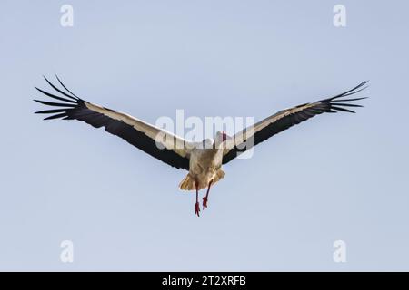 Cicogna bianca (Ciconia ciconia) in volo Foto Stock