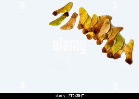 Fila obliqua di molti semi d'acero essiccati di colore autunnale dorato (chiave d'acero, samara) su sfondo bianco. Può essere utilizzato come biglietto d'auguri. Foto Stock