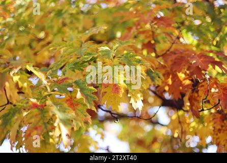 Foglie di autunno nella foresta Foto Stock