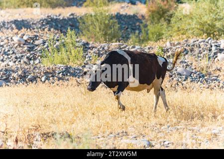 Mucca nutrita con erba. Mucca allevata all'aperto Foto Stock