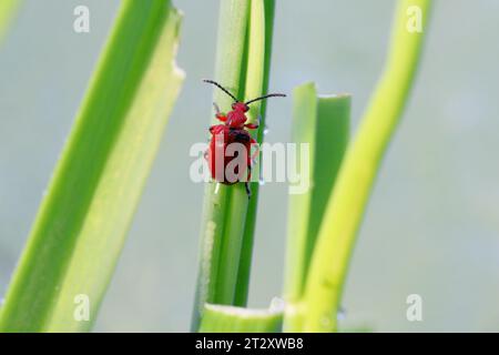 Coleottero cipolla, il nome latino è Lilioceris merdigera. Uno scarabeo della famiglia Chrysomelidae, comunemente noto come coleotteri a foglia, un parassita di cipolle, erba cipollina, porri... Foto Stock