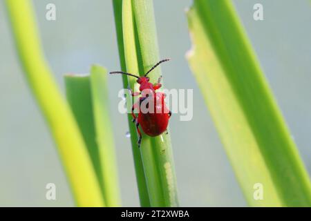 Coleottero cipolla, il nome latino è Lilioceris merdigera. Uno scarabeo della famiglia Chrysomelidae, comunemente noto come coleotteri a foglia, un parassita di cipolle, erba cipollina, porri... Foto Stock