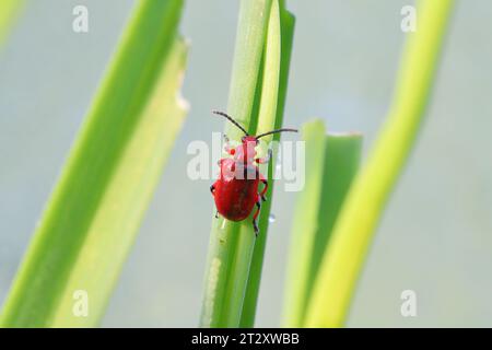 Coleottero cipolla, il nome latino è Lilioceris merdigera. Uno scarabeo della famiglia Chrysomelidae, comunemente noto come coleotteri a foglia, un parassita di cipolle, erba cipollina, porri... Foto Stock