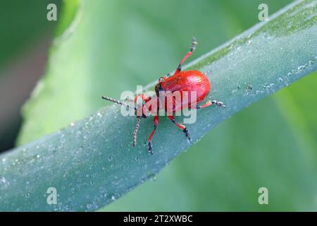 Coleottero cipolla, il nome latino è Lilioceris merdigera. Uno scarabeo della famiglia Chrysomelidae, comunemente noto come coleotteri a foglia, un parassita di cipolle, erba cipollina, porri... Foto Stock