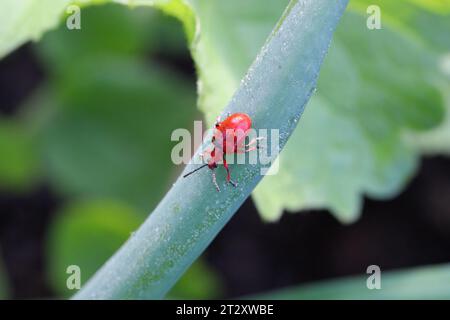 Coleottero cipolla, il nome latino è Lilioceris merdigera. Uno scarabeo della famiglia Chrysomelidae, comunemente noto come coleotteri a foglia, un parassita di cipolle, erba cipollina, porri... Foto Stock