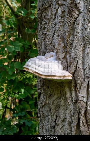 Fungo dello zoccolo (Fomes fomentarius) su Tree Trunk, Germania Foto Stock