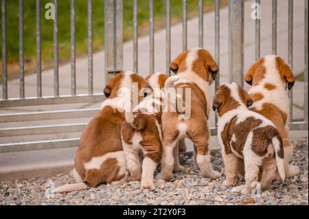 Cuccioli a casa che aspettano il proprietario. Cinque cani bianchi e marroni di San Bernardo seduti e in piedi dietro la Barriera in Svizzera. San Bernardo. Al Foto Stock