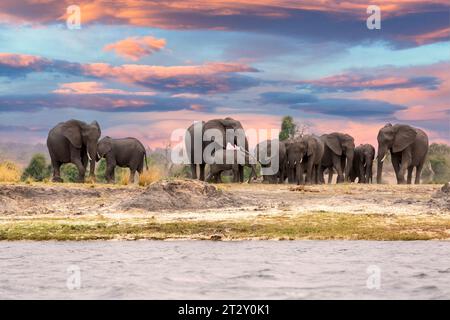 Questo fantastico tramonto dipinse questo branco di elefanti che venivano a dondolare lungo il fiume Chobe in colori arancio profondi; questo è africano al suo meglio. Foto Stock