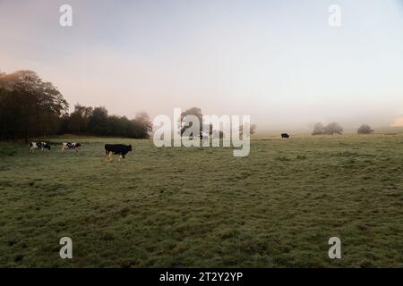 Mucche sotto la pioggia in Scozia in inverno Foto Stock