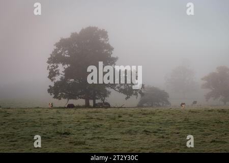 Mucche sotto la pioggia in Scozia in inverno Foto Stock