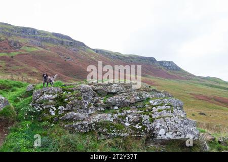 Un piccolo cucciolo di Cocker Spaniel che sale su una montagna Foto Stock