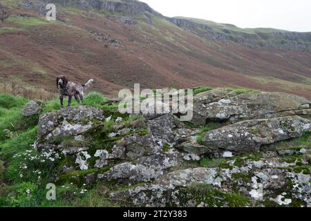 Un piccolo cucciolo di Cocker Spaniel che sale su una montagna Foto Stock