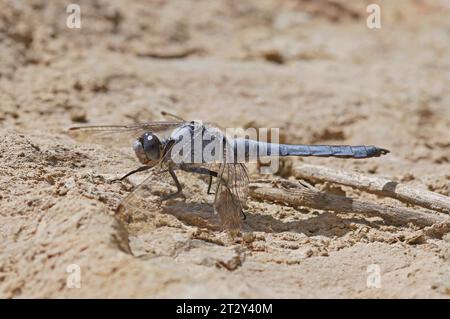 Dettaglio primo piano su una libellula mediterranea Skimmer meridionale, Orthetrum brunneum seduta su una pietra Foto Stock