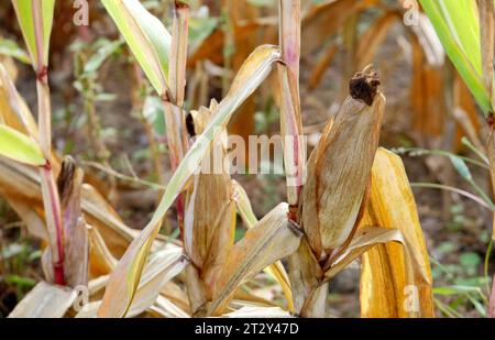 Berlino - Deutschland. Trockenes Maisfeld. *** 24 09 2023, Berlino, Germania. 24 settembre 2023. Credito sul campo di granturco secco: Imago/Alamy Live News Foto Stock