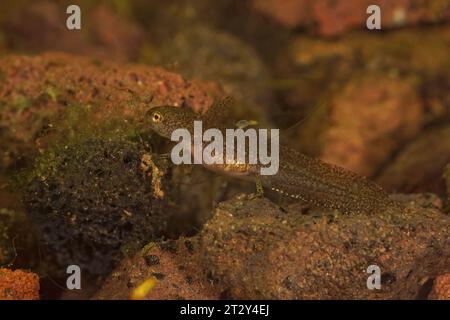 Dettaglio di una larva acquatica del novelletto europeo dei Carpazi, Lissotriton montandoni Foto Stock