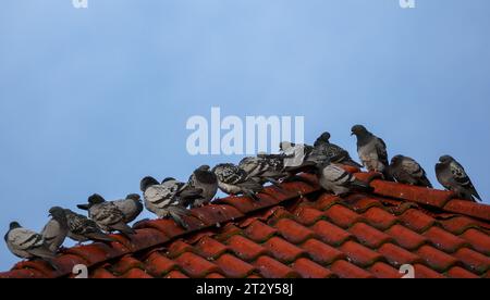 22 ottobre 2023, Sassonia-Anhalt, Dessau-Roßlau: Numerosi piccioni popolano una cresta del tetto. Il piccione di strada è considerato un successore culturale e si è adattato alla vita nelle vicinanze degli esseri umani. Secondo Nabu, ben 500 milioni di piccioni vivono in città in tutto il mondo. Foto: Jan Woitas/dpa Foto Stock