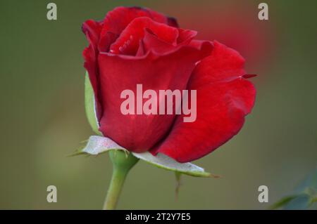 Rose Garden in fiore delizia Rose Romance Rose rosse in piena fioritura Petal Perfection Garden of Roses Timeless Rose Beauty eleganti bouquet di rose Foto Stock