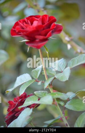 Rose Garden in fiore delizia Rose Romance Rose rosse in piena fioritura Petal Perfection Garden of Roses Timeless Rose Beauty eleganti bouquet di rose Foto Stock