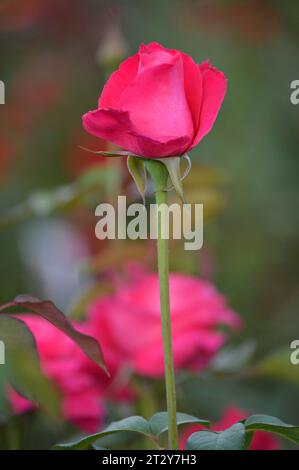 Rose Garden in fiore delizia Rose Romance Rose rosse in piena fioritura Petal Perfection Garden of Roses Timeless Rose Beauty eleganti bouquet di rose Foto Stock