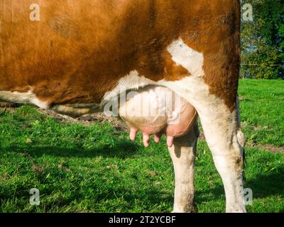 Vista laterale ravvicinata della gobba di una vacca da latte a macchie bianche e marroni con mammelle piene in un pascolo. Foto Stock