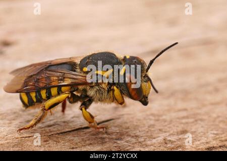 Primo piano dettagliato di una femmina del fiorentino Woolcarder Bee, Anthidium florentinum Foto Stock