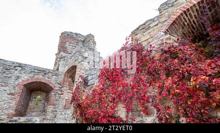 Le mura difensive sono ricoperte di viti dai colori autunnali. Foto Stock