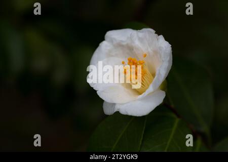 Fiore di camelia vietnamita bianca, primo piano del fiore di camelia bianca che fiorisce nel giardino, Camelia amplexicaulis Cohen Stuart Foto Stock