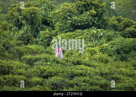 Lavoratrice del tè che raccoglie foglie di tè dalla piantagione di tè. Questa foto è stata scattata da Chittagong, Bangladesh. Foto Stock