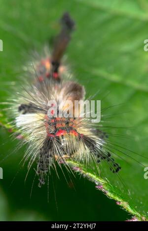 Caterpillar di Vapourer Moth (Orgyia antiqua) Lymantridae. Sussex, Regno Unito Foto Stock