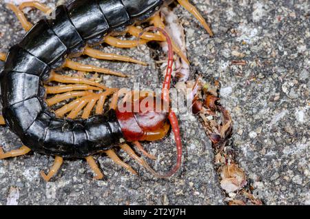 Capo del Centipede gigante giapponese (Scolopendra subspinipes mutilans). Kobe, Giappone Foto Stock