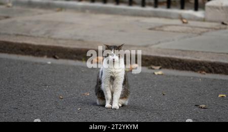 Downing Street, Londra, Regno Unito. 17 ottobre 2023. Larry a Downing Street durante una riunione settimanale del gabinetto. Credito: Malcolm Park/Alamy Foto Stock