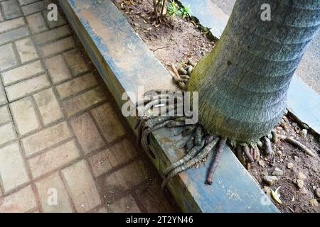 Concentrazione selettiva sulle complesse fibre di radice di una palma che emerge oltre il confine del cemento Foto Stock